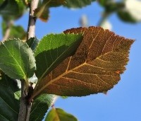 Crataegus prunifolia persimilis 'Splendens' - Pruimbladige meidoorn - 3