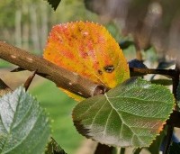 Crataegus prunifolia persimilis 'Splendens' - Pruimbladige meidoorn - 2