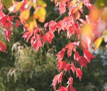 Acer Buergerianum