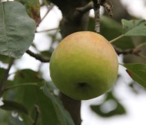 Malus domestica 'Gravensteiner'