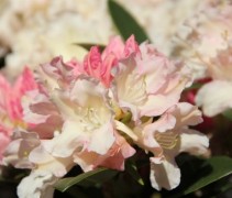 Trompetvormige lichtroze bloemen van de Rododendron 'Dreamland'