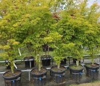 Acer palmatum 'Seiryu' - Japanse Esdoorn 'Seiryu' - 3