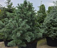 Pinus parviflora 'Schoon's Bonsai' - blauwnaaldige dwergpinus - 2