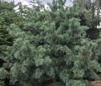 Pinus parviflora 'Schoon's Bonsai' - blauwnaaldige dwergpinus - 3