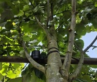 Tilia tomentosa 'Brabant' - Zilverlinde 'Brabant' - 1