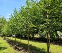 Styrax japonicus - Storaxboom - 6