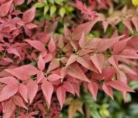 Nandina domestica 'Obsessed' - Hemelse bamboe 'Obsessed' - 2