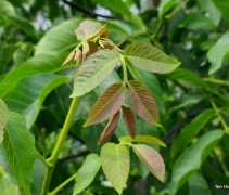 Juglans regia 'Broadview'