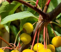 Malus Toringo sierappeltje
