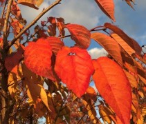  Prunus serr. 'Tai Haku' 