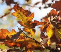 Quercus Cerris