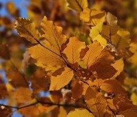 Fagus sylvatica - Groene beuk - herfstkleuren