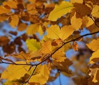 Fagus sylvatica - Groene beuk - herfstkleuren