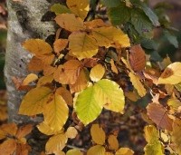Fagus sylvatica - Groene beuk - herfstkleuren