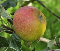 Malus dom. 'Cox Orange Pippin' - Malus 'Cox' - 4