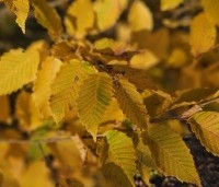 Carpinus betulus - Haagbeuk - 2