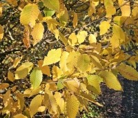 Carpinus betulus - Haagbeuk - 1