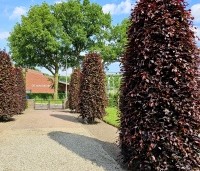 Fagus sylvatica 'Atropunicea' - Rode beuk - 2