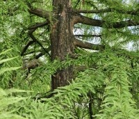 Taxodium distichum - Moerascypres - 1
