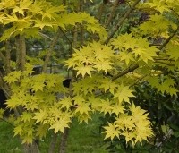 Acer palmatum 'Summer Gold' - Japanse Esdoorn 'Summer Gold' - 1