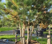 Pinus sylvestris - Grove den - 1
