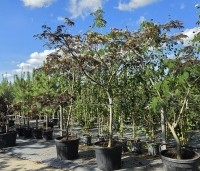 Albizia julibrissin 'Summer Chocolate' - Perzische slaapboom 'Summer Chocolate' - 1
