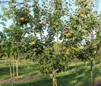 Malus dom. 'Bramley's Seedling' - Malus 'Bramley's Seedling' - 6