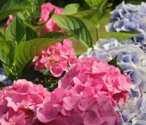 Hydrangea Forever&Ever Pink en Blue