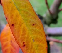 Prunus persica 'Madame Blanchet'