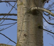 Ratelpopulier