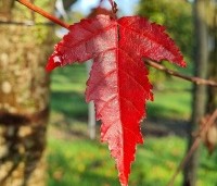 Acer tataricum subsp. ginnala - Esdoorn - 2