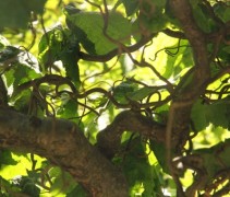 Corylus avellana 'Contorta'