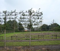 Tilia x europaea 'Euchlora', leivorm