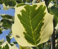 Liriodendron tulipifera 'Snowbird' - Tulpenboom 'Snowbird' - 1