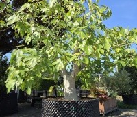 Ficus carica - Vijg - 1
