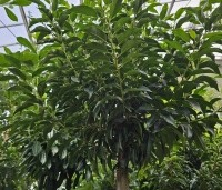 Prunus lusitanica 'Angustifolia' - Portugese laurier - gesnoeide bol 35-40 cm op hoogstam