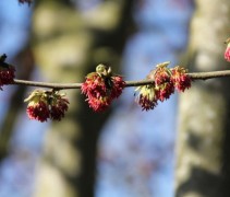 Parrotia persica 'Bella'