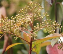 Photinia bloei