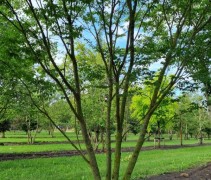 Zelkova serrata