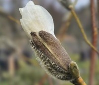 Magnolia Kobus - Beverboom - 1