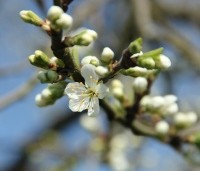 Prunus dom. 'Victoria' - Prunus dom. 'Victoria' - 1
