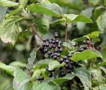 Cornus Sanguinea
