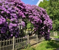 Rhododendron 'Roseum Elegans' - Rododendron 'Roseum Elegans' - 1