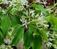 Chionanthus virginicus - Chionanthus virginicus - 7