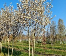 Amelanchier Rainbow Pillar