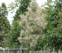 Bonte Vederesdoorn 'Variegatum' geeft afwisseling in uw tuin