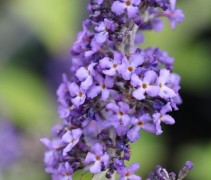 Buddleja Free Petite 'Blue Heaven'
