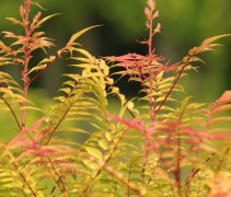 Sorbaria Sorbifolia 'Sem' herfst