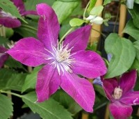Clematis 'Rouge Cardinal' - Bosrank 'Rouge Cardinal' - 1