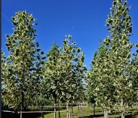 Liriodendron tulipifera 'Snowbird' - Tulpenboom 'Snowbird' - 6